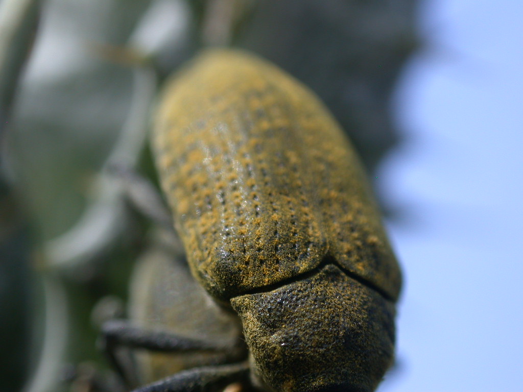 Larinus sp.